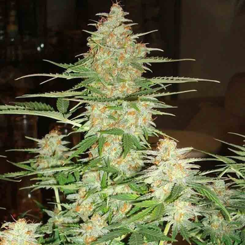 DNA genetics 60 day wonder automatic cannabis seeds