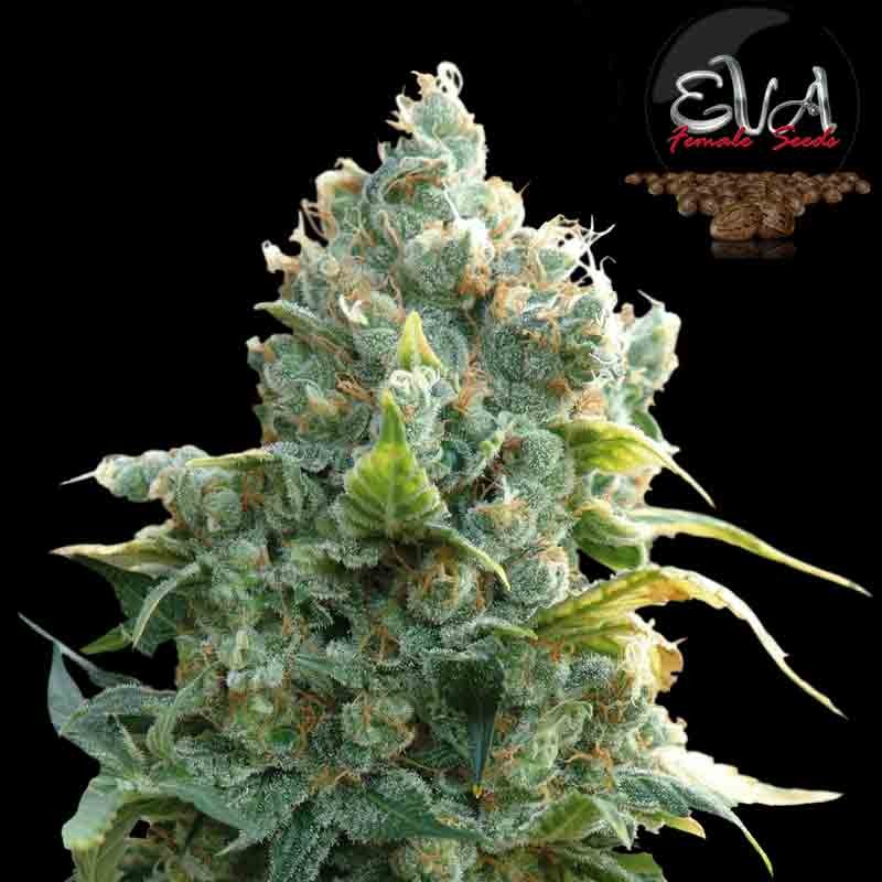 eva female cannabis seeds african free bud