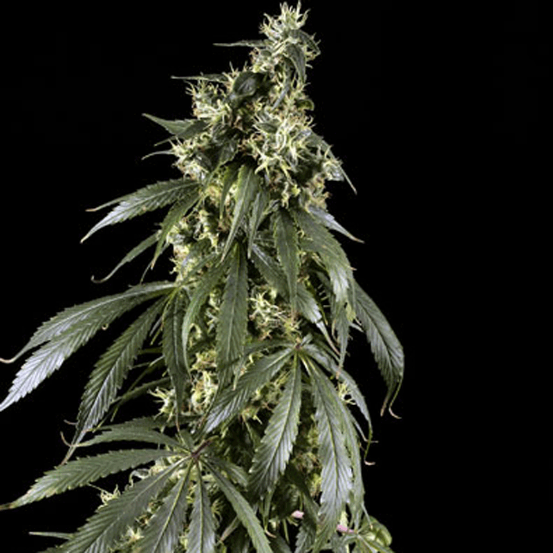 Green House Seeds Arjan's Haze #1 Bud