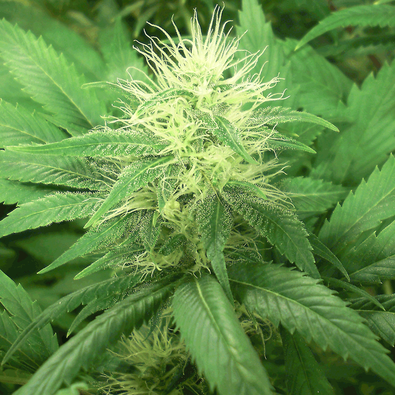 Green House Seeds Alaskan Ice Bud