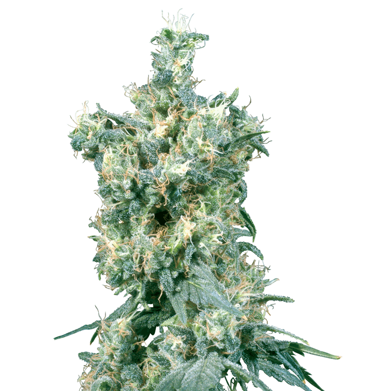 Sensi Seeds American Dream Bud
