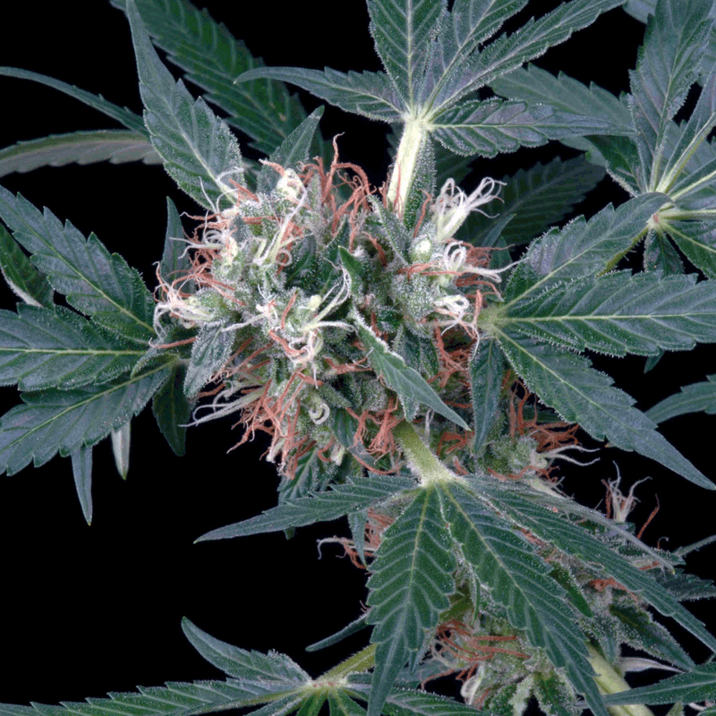 Greenhouse Seeds A.M.S Bud