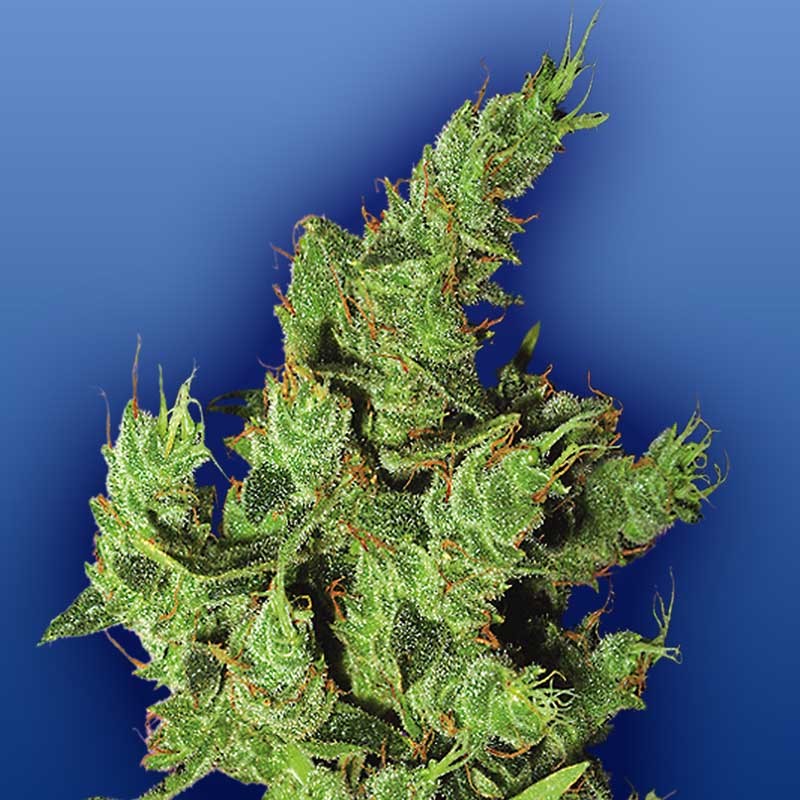 Flying Dutchmen Amsterdam Mist Feminised