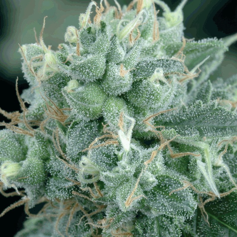 Green House Seeds Arjan's Strawberry Haze Bud