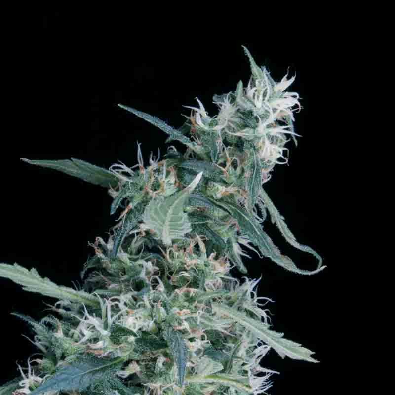 Green House Seeds Arjan's Ultra Haze #1 Bud