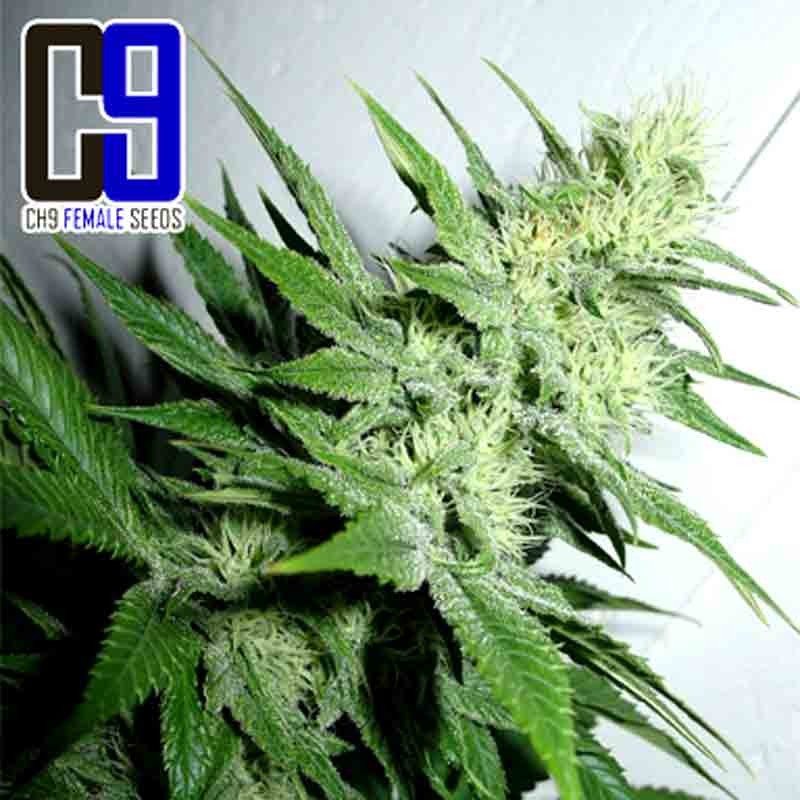 ch9 aroma cannabis bud