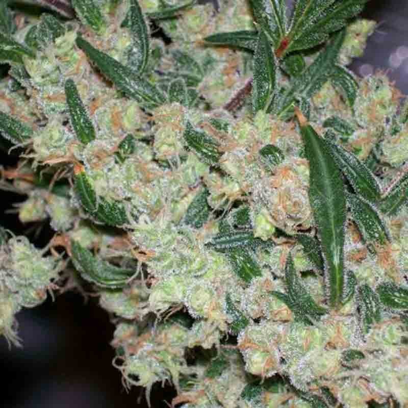 mr nice ash afghan hash x afghan skunk cannabis seeds