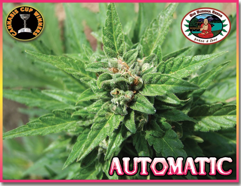 Big Buddha Automatic Bud Shot