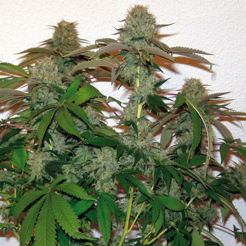 Barneys Farm 8 Ball Kush Bud Shot