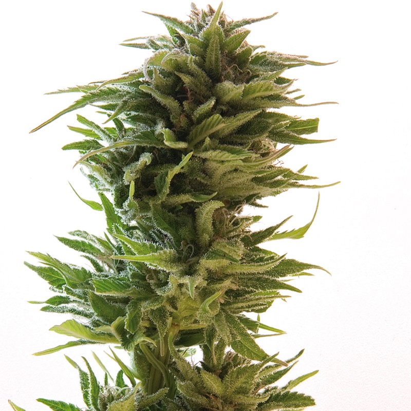 Barneys Farm Amnesia Lemon Bud Shot