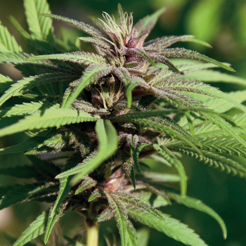 Barneys Farm Crimea Blue Bud Shot