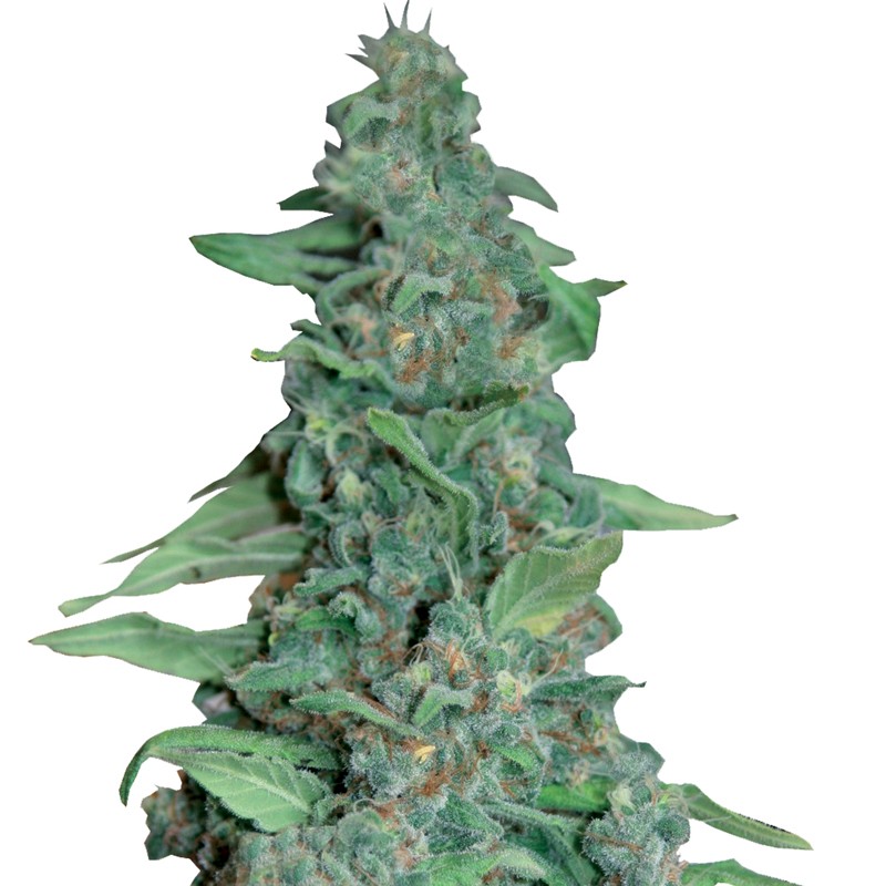 Barneys Farm Honey B Bud Shot