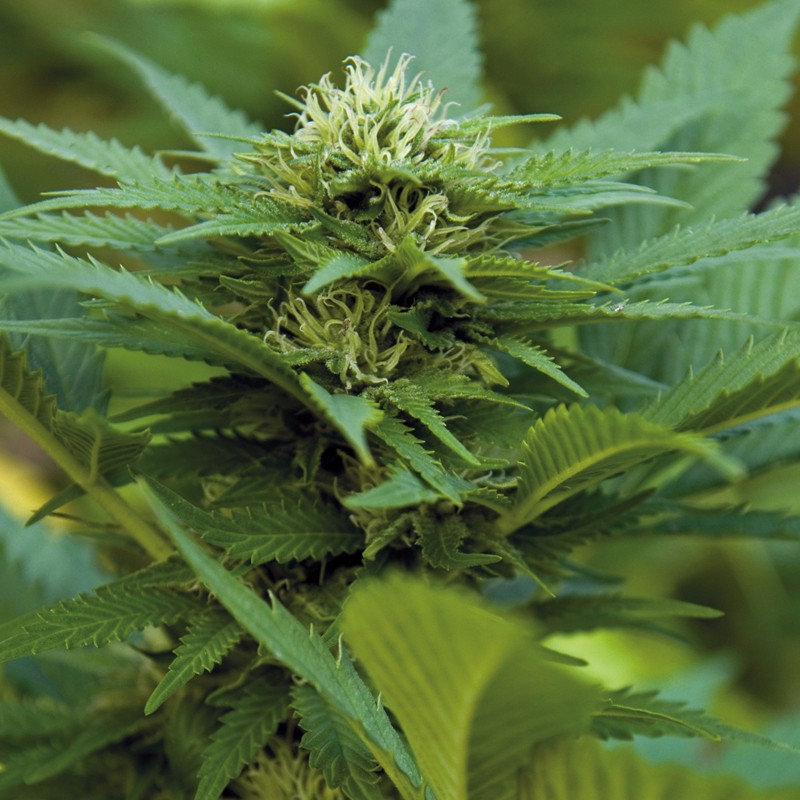 Barneys Farm L.S.D Bud Shot