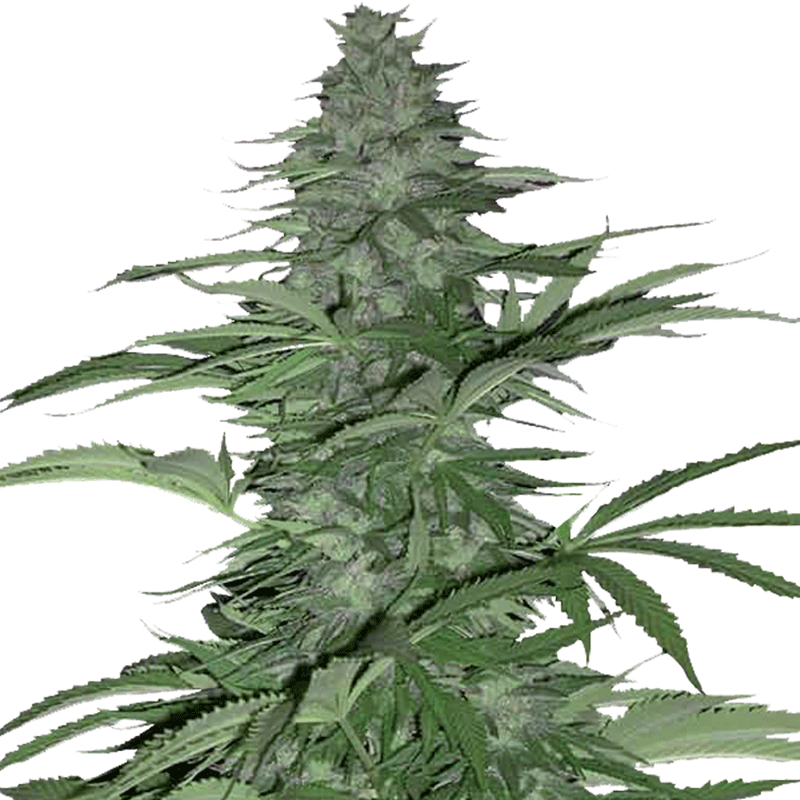 Barneys Farm Morning Glory Bud Shot