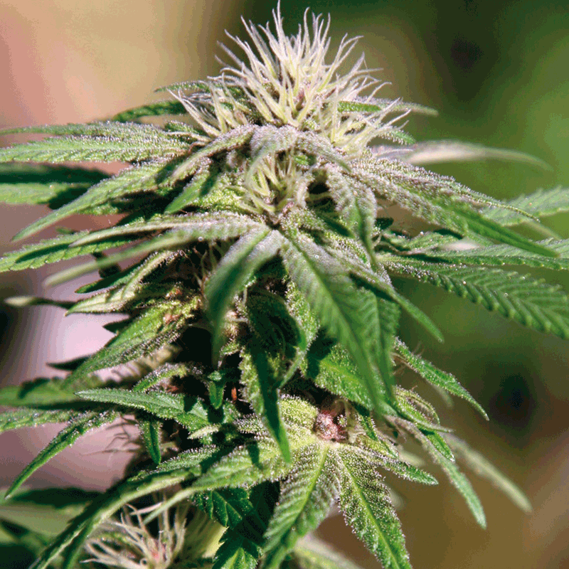 Barneys Farm Night Shade Bud Shot