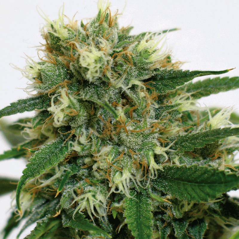 Barneys Farm Phatt Fruity Bud Shot