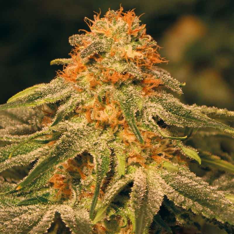 barneys farm vanilla kush bud