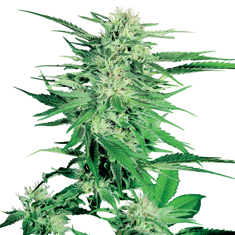 Sensi Seeds Big Bud Plant