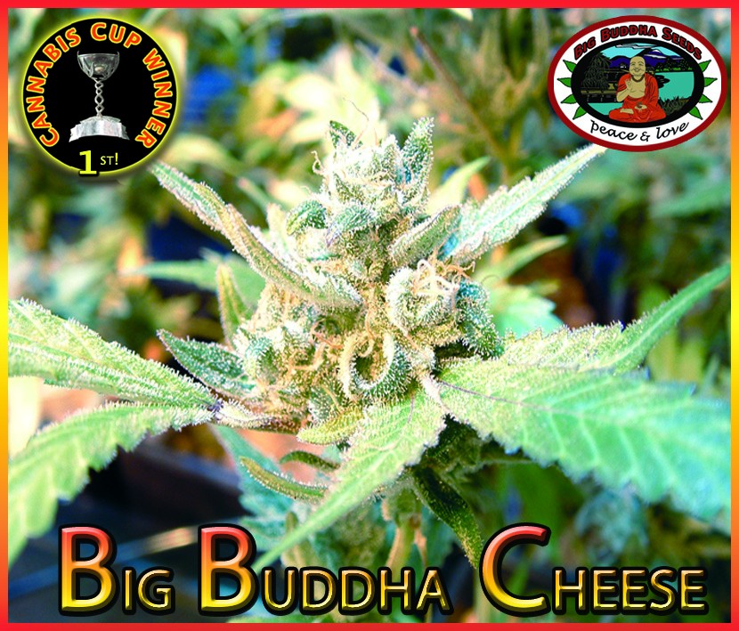 Big Buddha Cheese Bud Shot