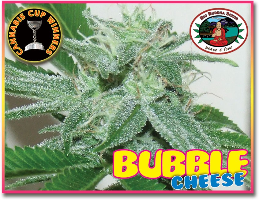 Big Buddha Bubble Cheese Bud Shot