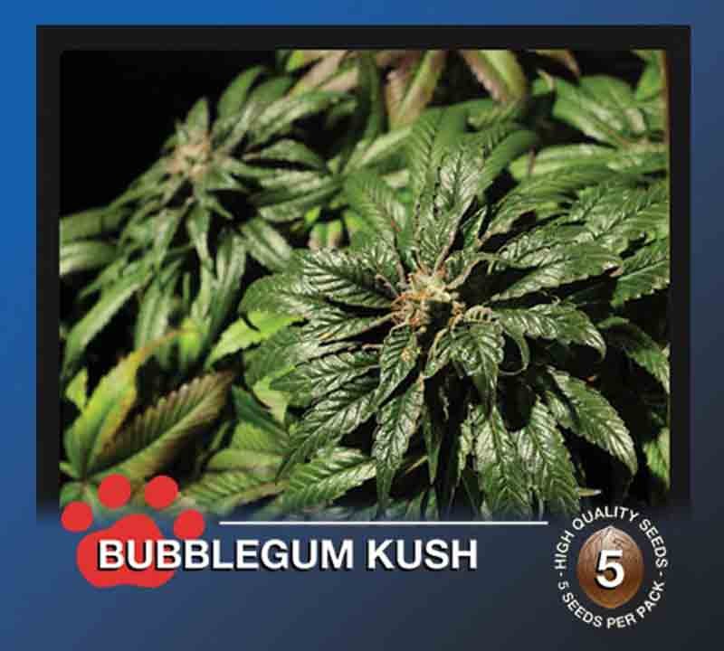 the bulldog bubblegum kush cannabis bud