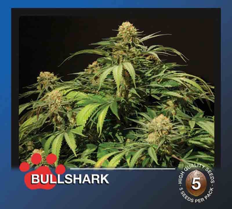 the bulldog bullshark cannabis plant