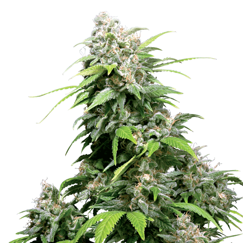 Sensi Seeds California Indica Plant