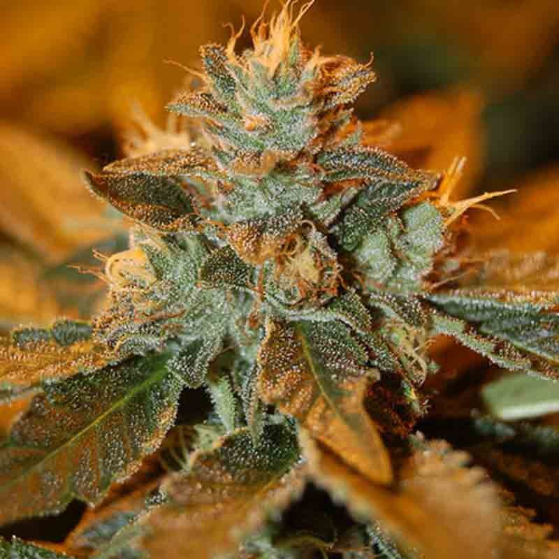 DNA genetics cataract kush cannabis seeds