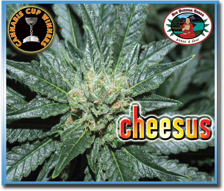 Big Buddha Cheesus Bud Shot