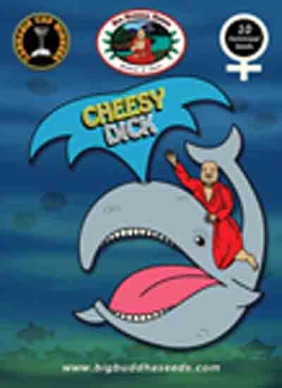 big buddha cheesy dick cannabis seeds