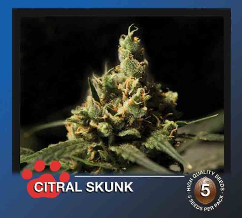 the bulldog citral skunk cannabis plant