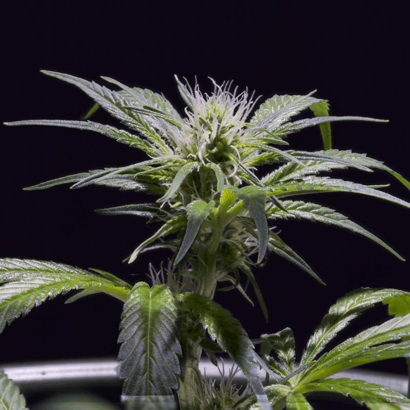 Green House Seeds Damn Sour Bud