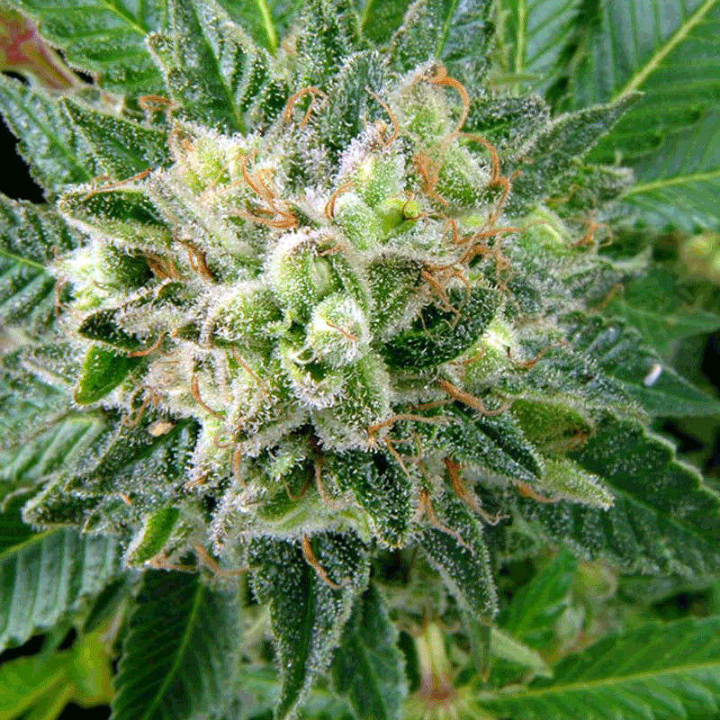Dinafem Diesel Bud Shot