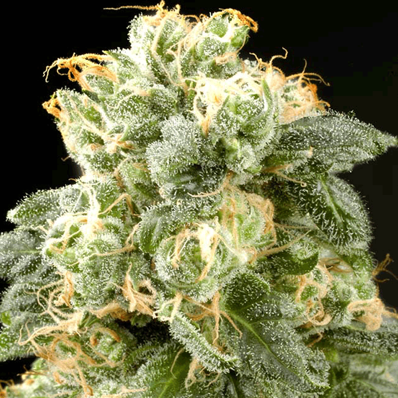 Dinafem Industrial Plant Bud Shot