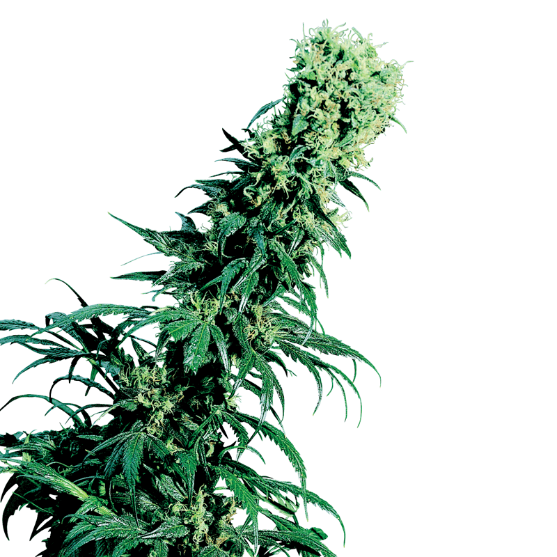 Sensi Seeds Early Pearl Bud