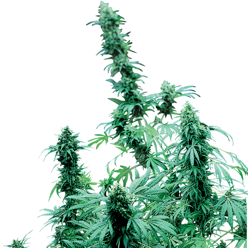 Sensi Seeds Early Skunk Plant