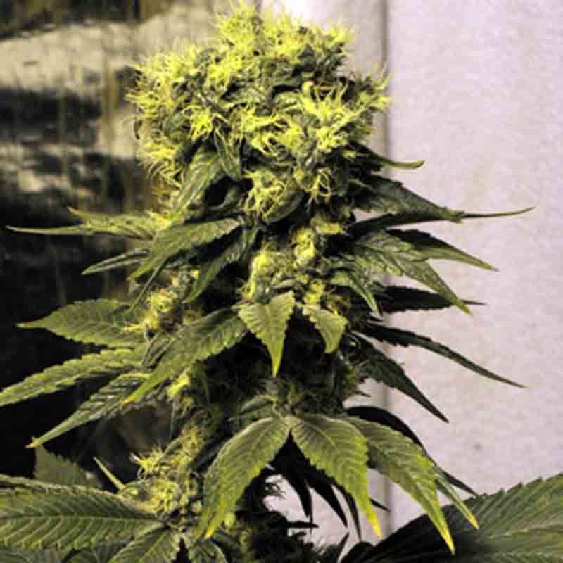Mr nice early queen cannabis seeds