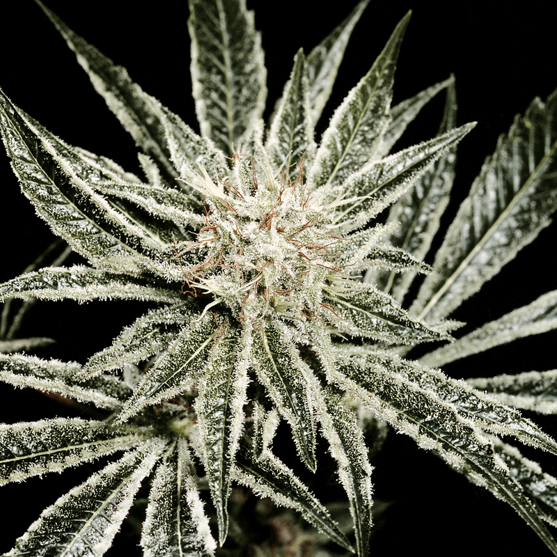 Green House Seeds El Nino Bud