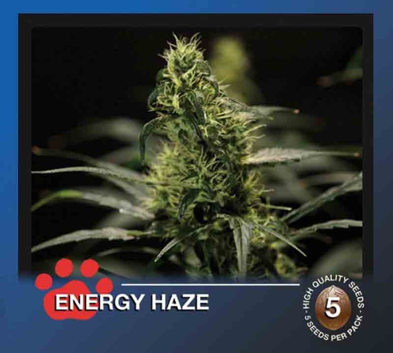 the bulldog energy haze cannabis plant