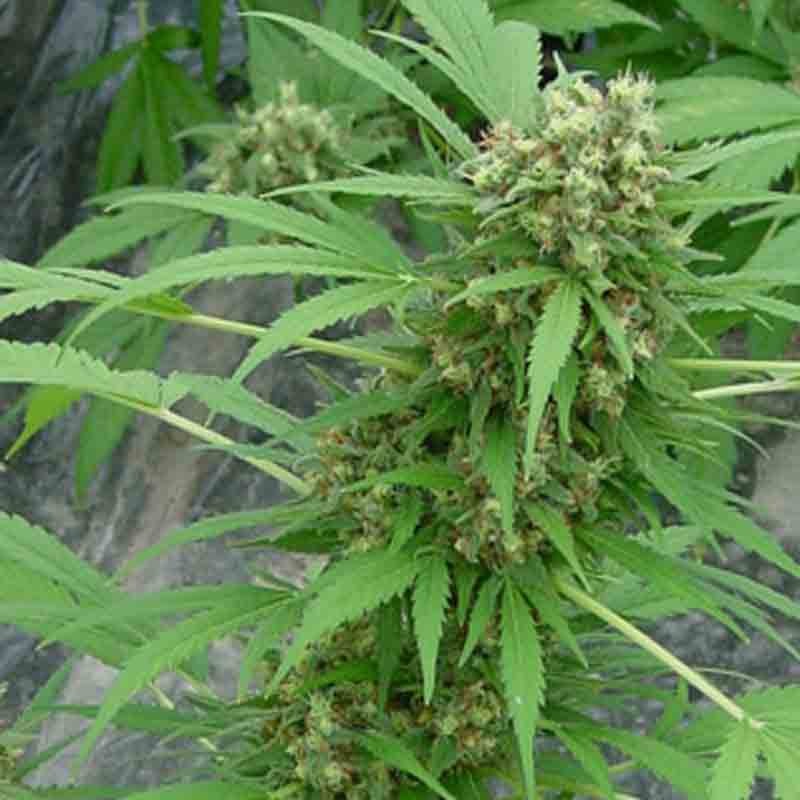 Mr nice early girl x skunk cannabis seeds