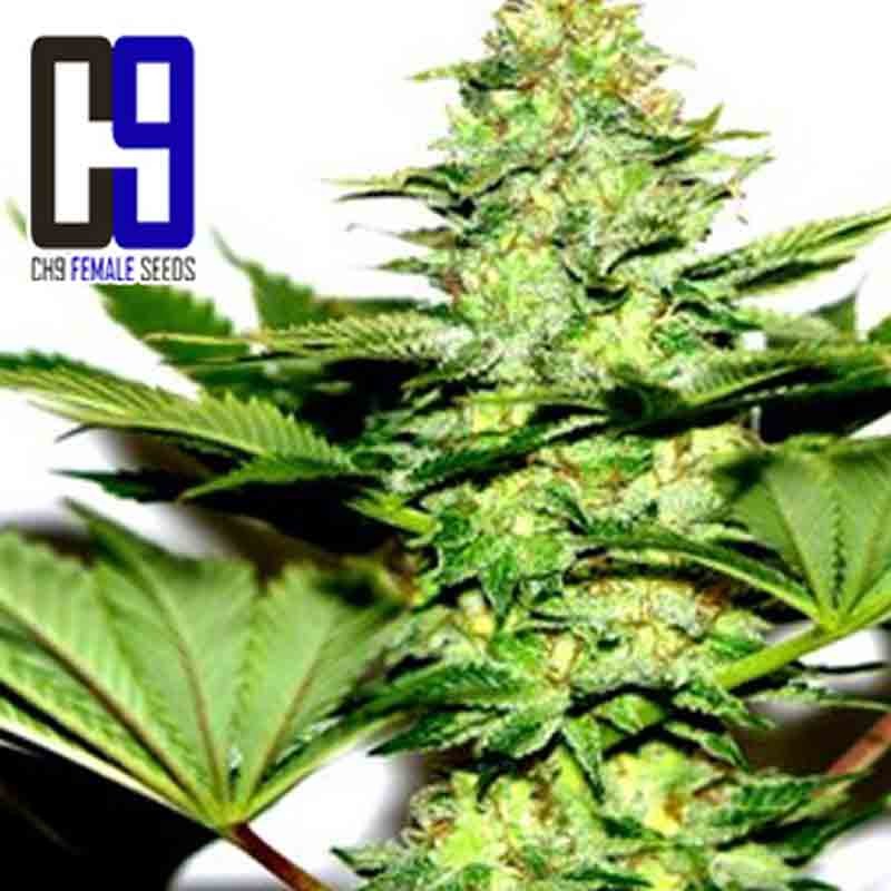 ch9 flower cannabis bud