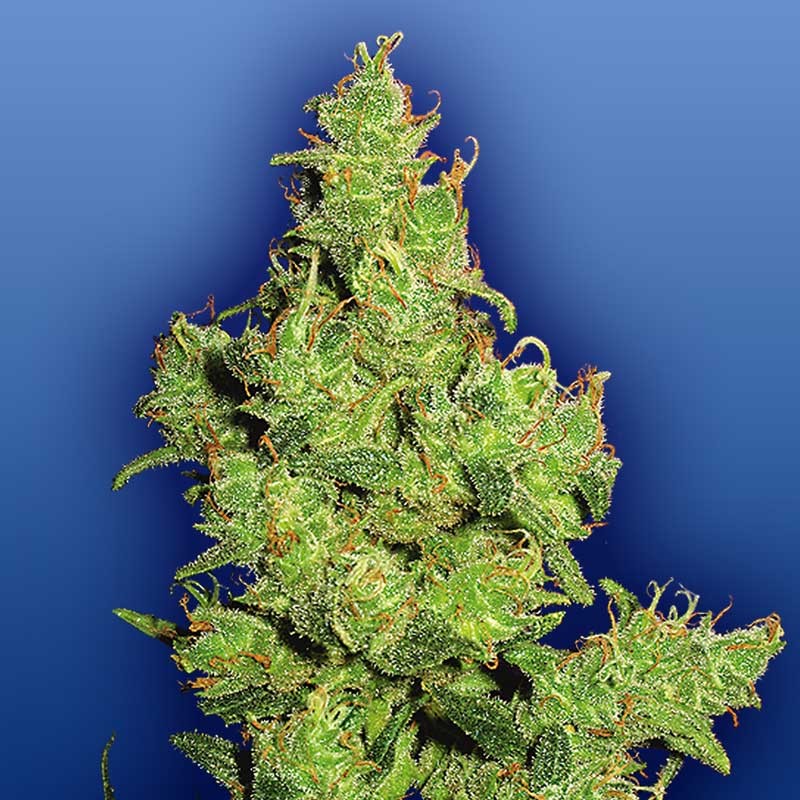 Flying Dutchmen Flying Dragon Bud Shot