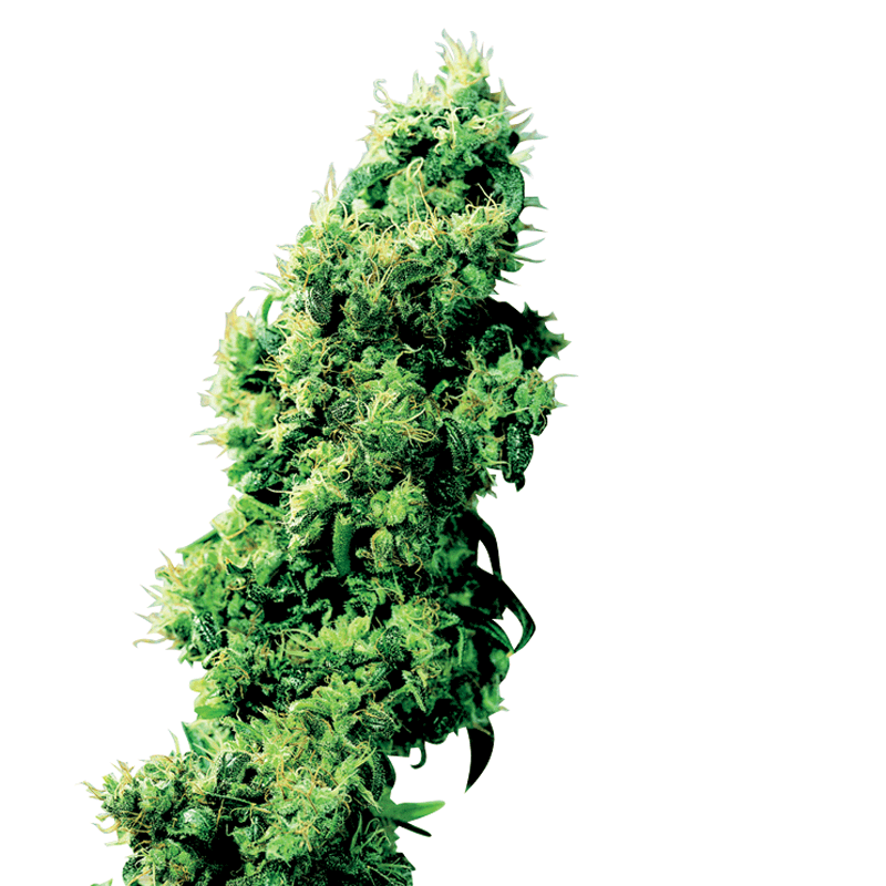 Sensi Seeds Four Way Bud