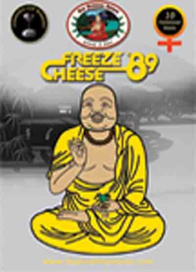 big buddha freeze cheese cannabis seeds