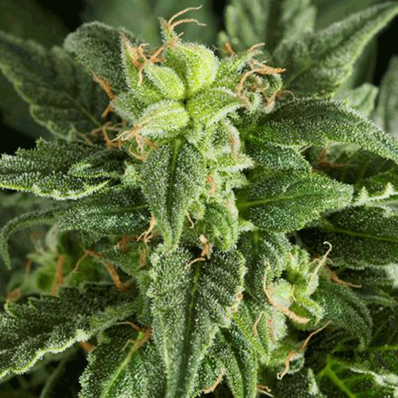 Dinafem Fruit Automatic Bud Shot