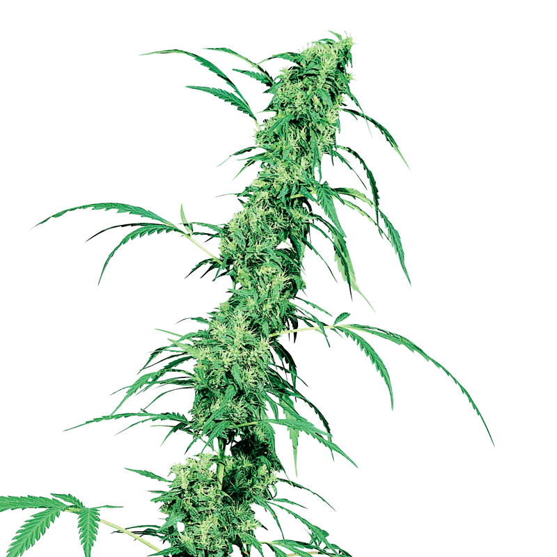 Sensi Seeds Fruity Juice Plant