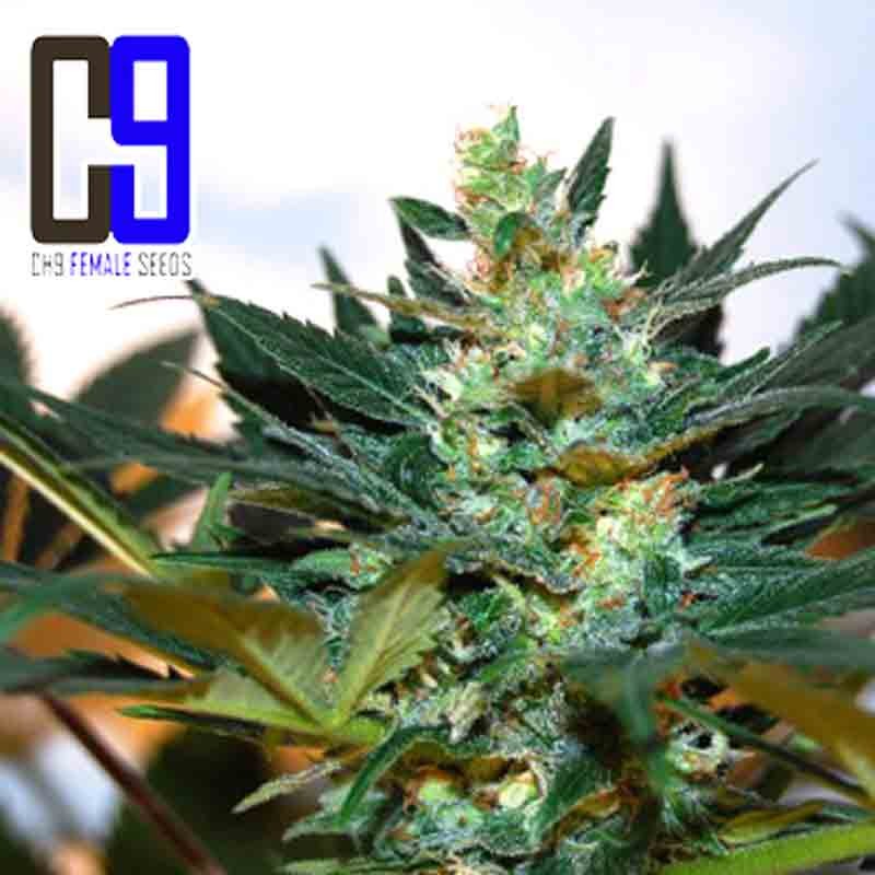 ch 9 g bolt cannabis bud