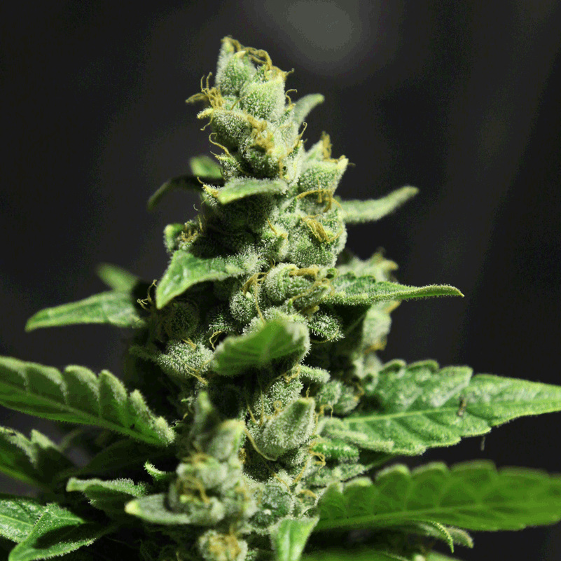 Green House Seeds Green-O-Matic Bud