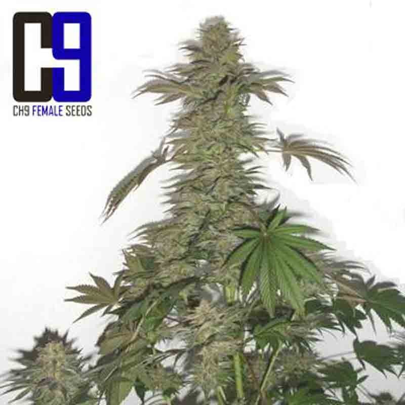 ch9 green bud cannabis bud