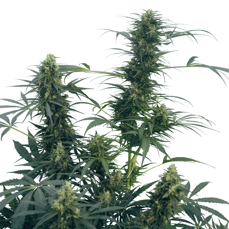 Sensi Seeds Guerrilla's Gusto Plant